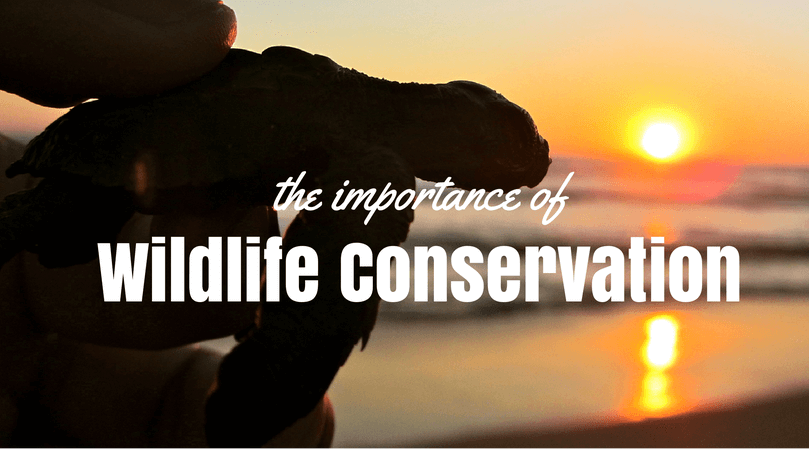 costa-rica-and-the-importance-of-wildlife-conservation