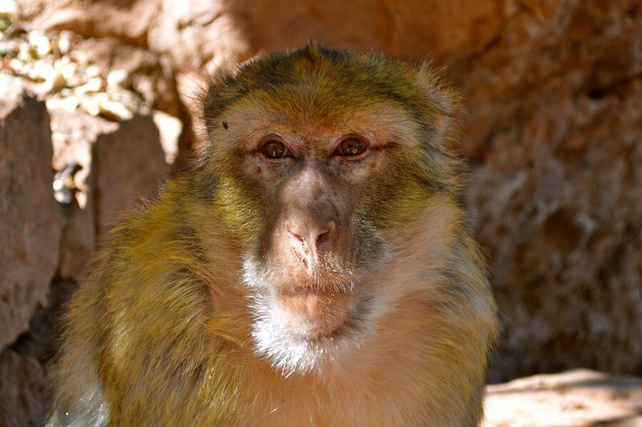 Monkey at Ouzoud Waterfalls