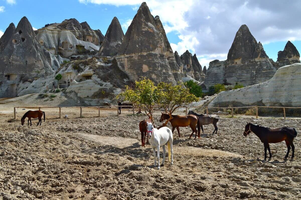 Cappadocia land of beautiful horses