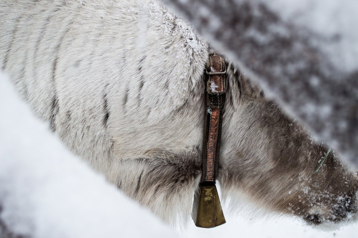 No wild reindeer at Lapland