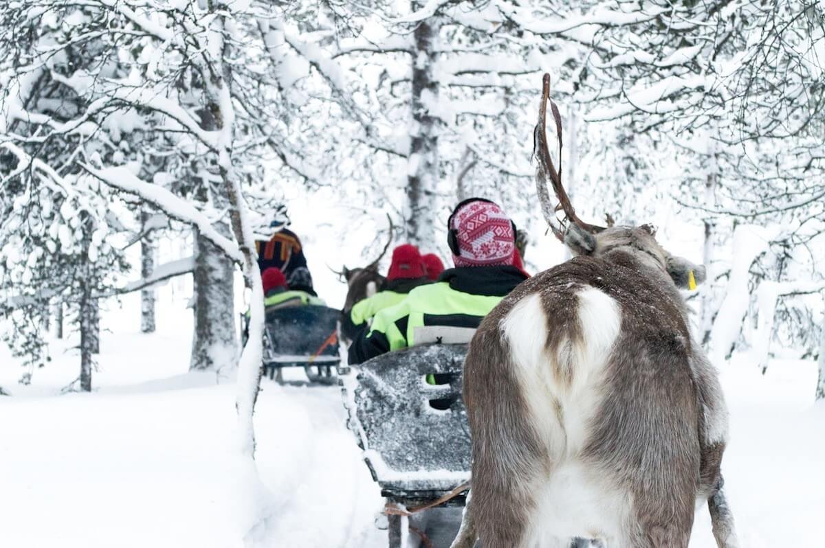 A Reindeer ride with the Sami