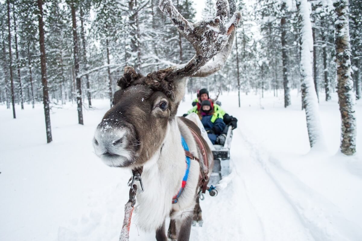 Reindeer ride in Saariselka