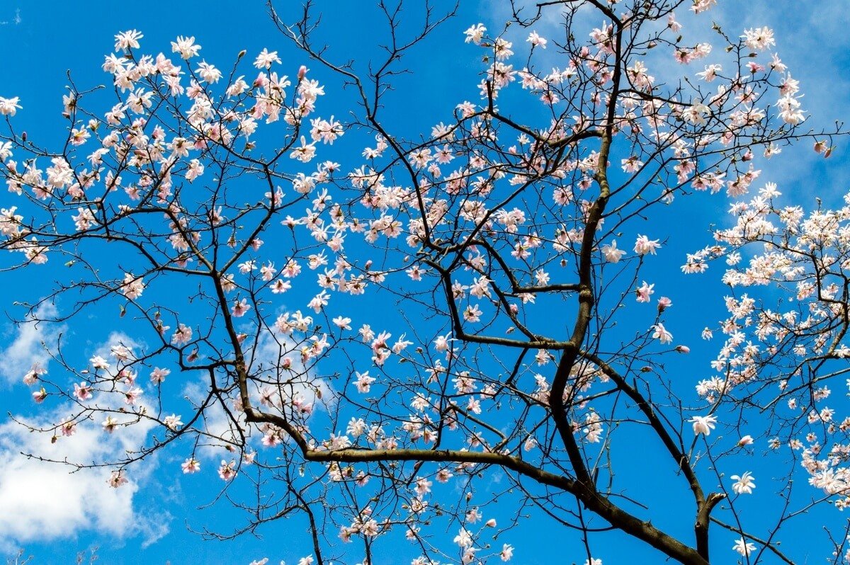 Spring at Bucharest, Romania