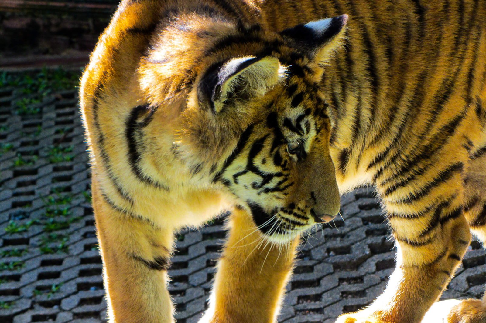 The Tiger Kingdom in Chiang Mai, Thailand