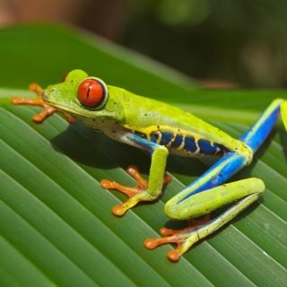 Curious Costa Rican Tree Frog