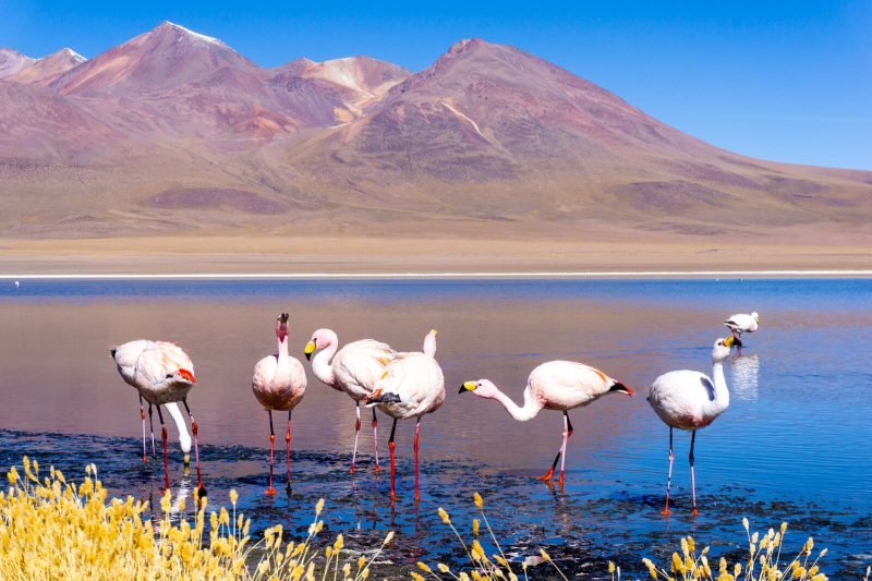 The Flamingos of Bolivia, roadtrip from Atacama to Uyuni