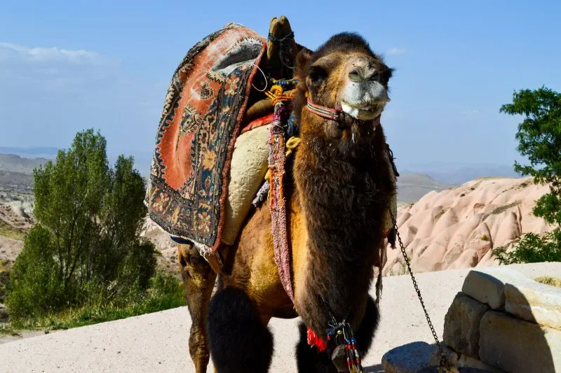 The camels of Cappadocia