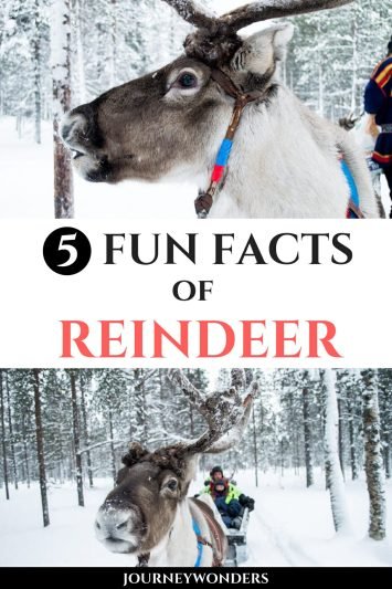 7 Fun Facts of Reindeers in Finland Lapland