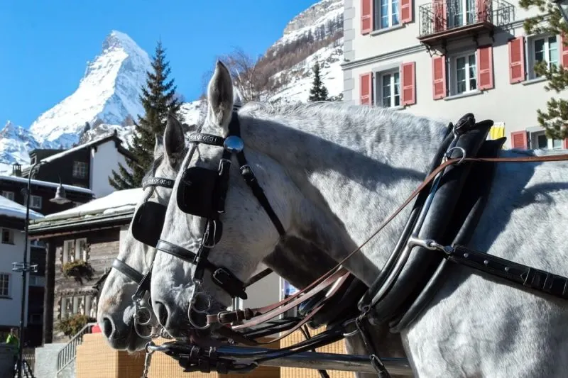 Horses at Matterhorn