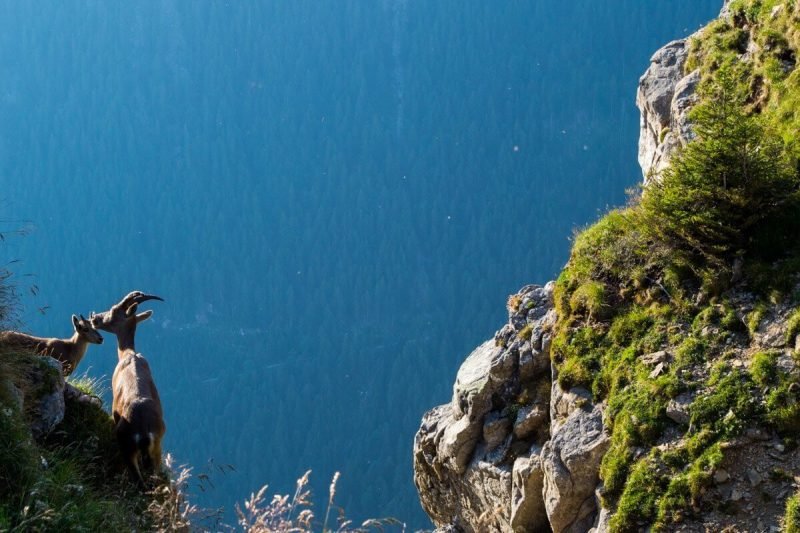 A couple of Ibex at the Niederhorn, Switzerland