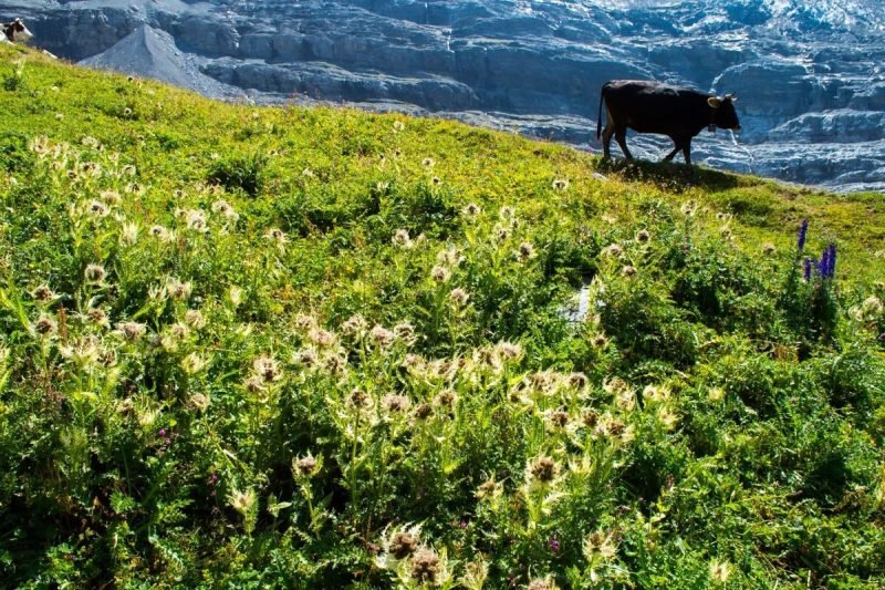 Nature at the Jungfrau region of Switzerland