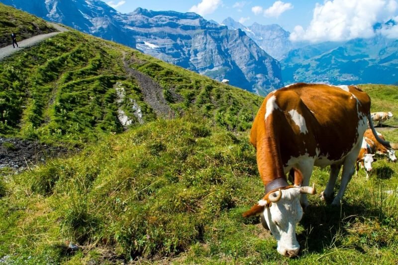 The Swiss Cows of the Jungfrau Region