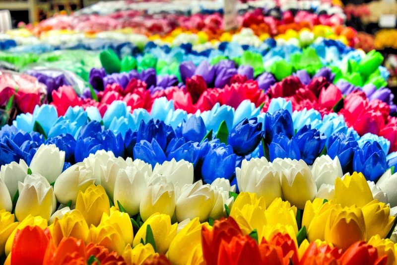 The colorful Tulips of Amsterdam