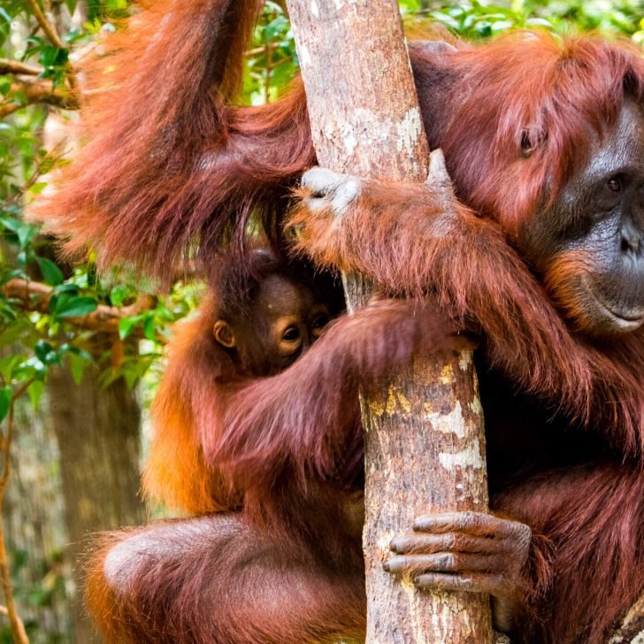 Mother and baby Orangutan in Tanjung Puting, Borneo