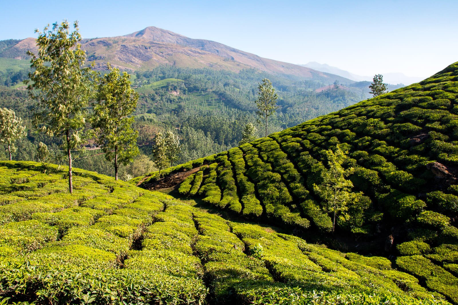 Kochi to Munnar: A Day Trip to the Hills of Kerala