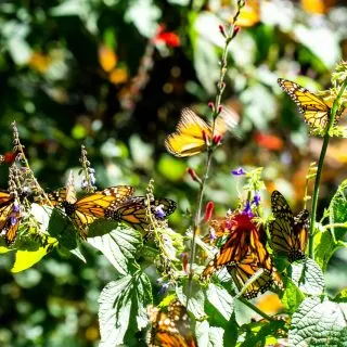 The Monarch Butterfly Migration in Mexico