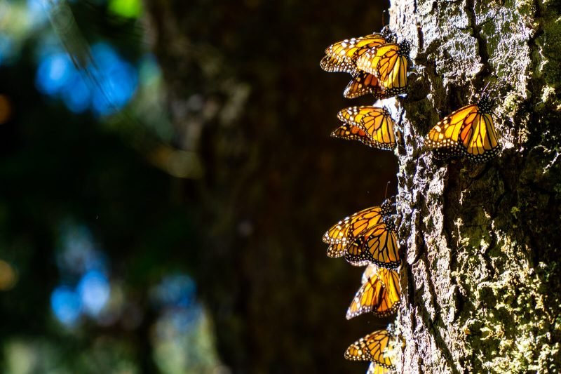 The Monarch Butterfly Migration in Mexico