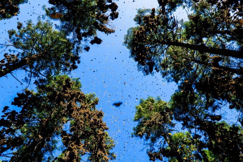 The Monarch Butterfly Migration in Mexico