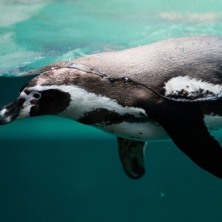 Penguins in Antartica