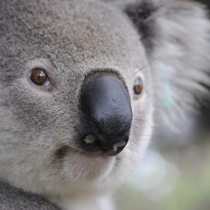 Koala in Australia