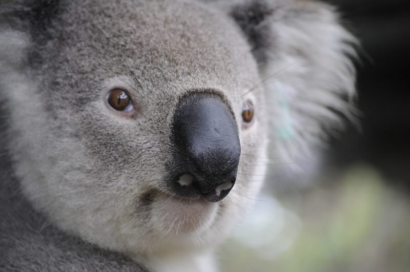 Koala in Australia