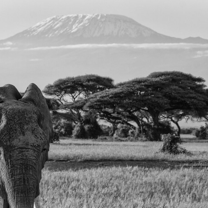 Elephants at Mount Kilimanjar