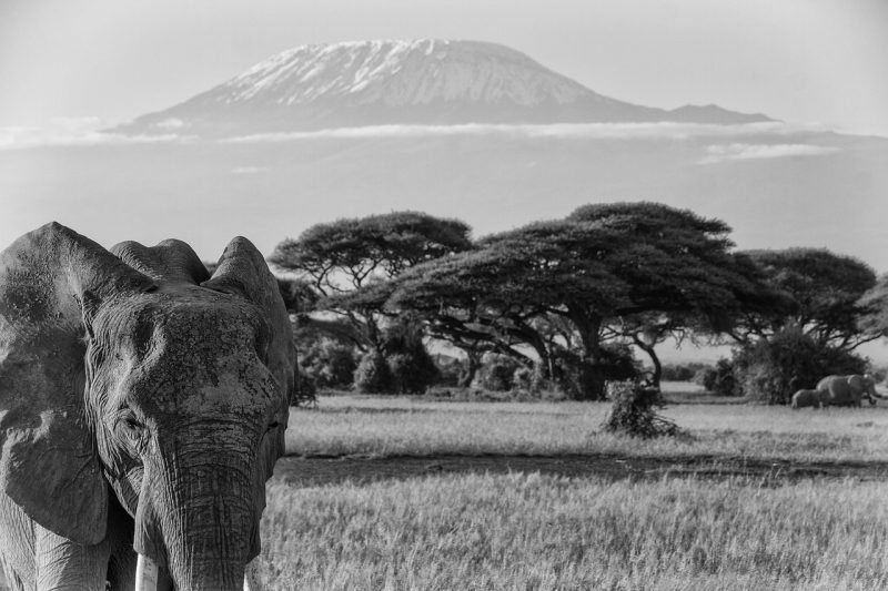 Elephants at Mount Kilimanjar