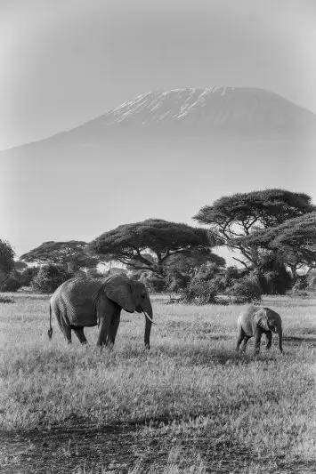 The beauty of Mount Kilimanjaro